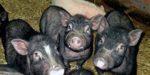 Vijetnamske svinje - uzgoj i njega